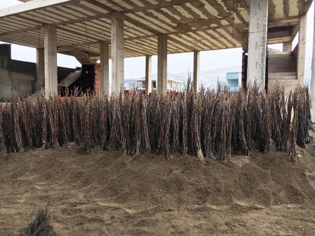 acik-koklu-ceviz-fidani-dikimi