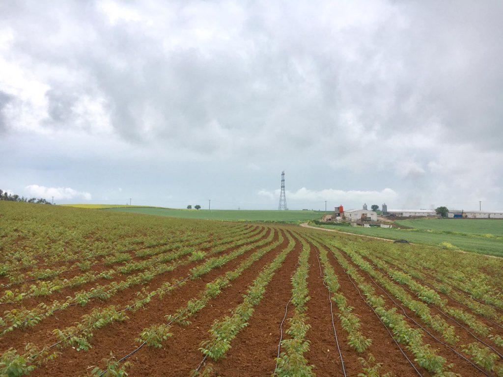 aşılı chandler ceviz fidanı