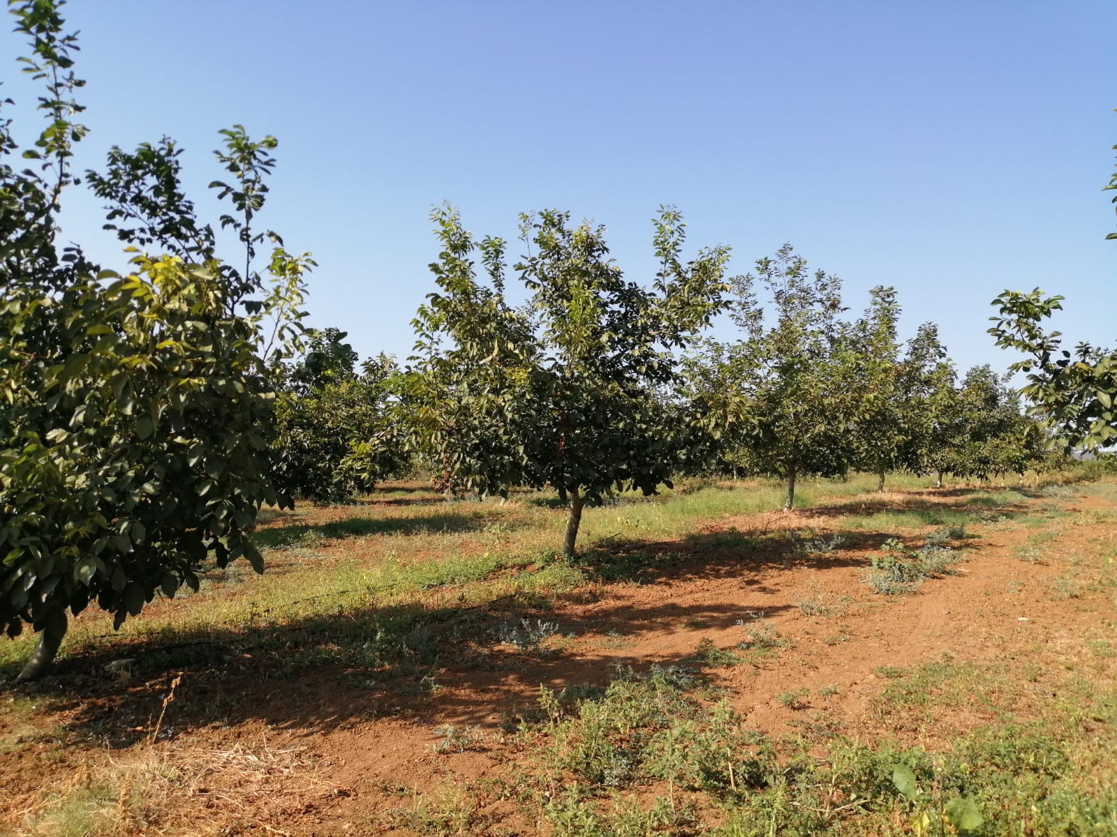 Cevizin Meyve Yapısı