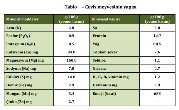 Cevizin Meyve Yapısı