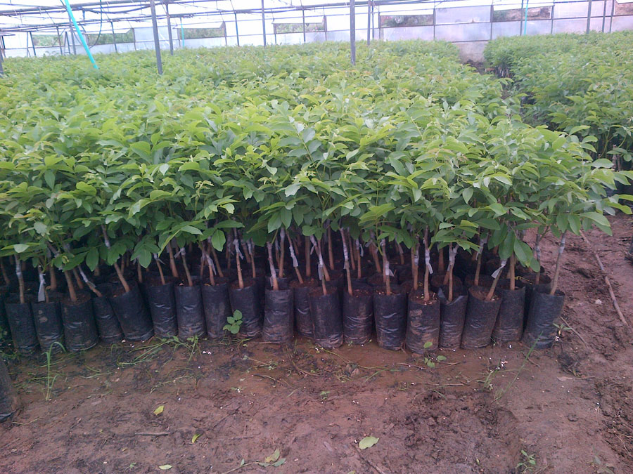 tuplu-ceviz-fidani-dikimi